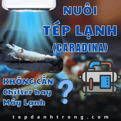 Liệu Có Thể Nuôi Tép Lạnh (Caridina) Khi Không Cần Chiller Hay Máy Lạnh Không?