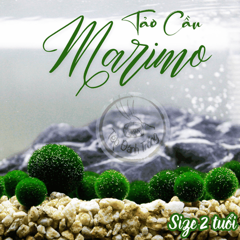 Tảo Cầu Marimo - Size 2 năm tuổi -Biểu tượng hạnh phúc từ Nhật Bản - phù hợp tranh trí bể tép, cá cảnh, bàn làm việc
