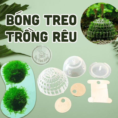 Bóng treo trồng rêu - Giá thể trồng rêu giúp trang trí bể tép
