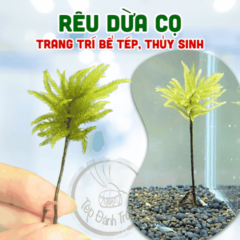 Rêu Dừa Cọ (cây Nam Tài Nữ Tú) - Trang trí bể tép cảnh, thủy sinh với phong cách độc lạ