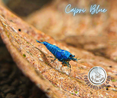 Capri Blue - Hạng Cao