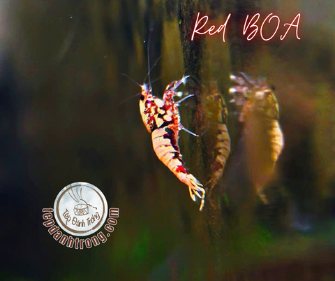 Red BOA