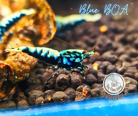 Blue BOA