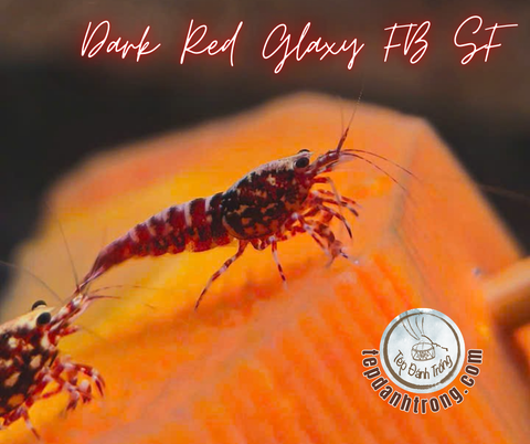 Dark Red Galaxy Fishbone Snowflake - Hạng Cao