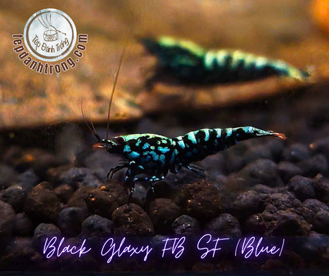 Black Galaxy - Blue Patern (Fishbone Snowflake) - Hạng Cao