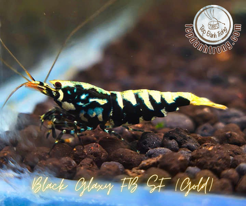 Black Galaxy - Gold Patern (Fishbone Snowflake) - Hạng Cao