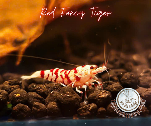 Red Fancy Tiger