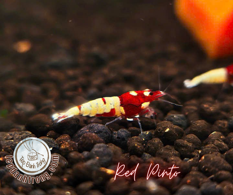 Red Pinto (Spotted Head)