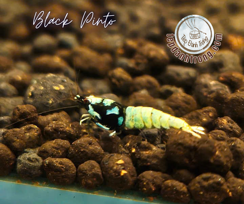 Black Pinto (Spotted Head)