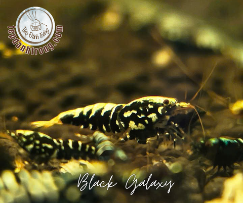 Black Galaxy