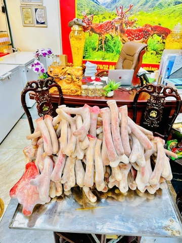 NHUNG HƯƠU TƯƠI NGUYÊN CẶP