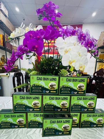CAO BAN LONG CỦA NHUNG HƯƠU VIỆT