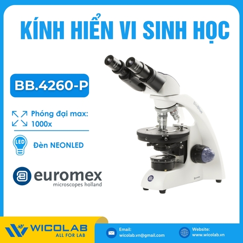 Kính hiển vi phân cực Euromex BB.4260-P | Độ phóng đại 1000X