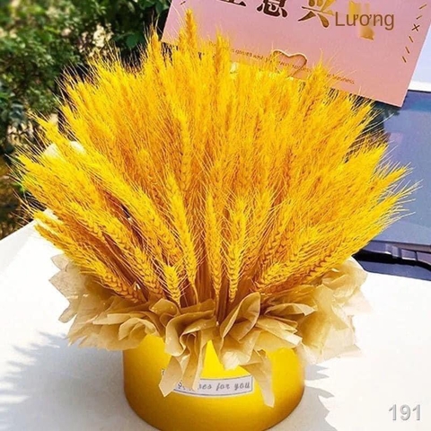 Set 100 Bông Lúa Mạch Vàng Trang Trí Ngày Tết Trang Decor Phòng Khách
