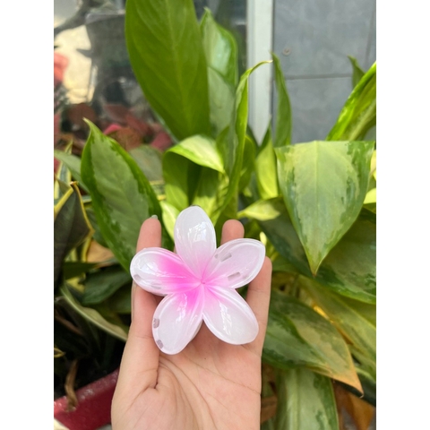 Kẹp Tóc Hoa Sứ Có Nhiều Màu Sắc Rực Rỡ 8cm Thích Hợp Đi Biển