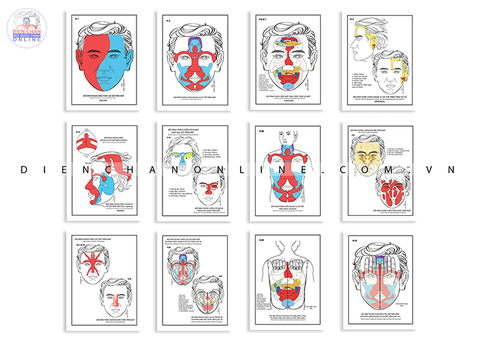 Fomec Bộ đồ hình 12 tấm size A3 | Set 12 reflex charts A3
