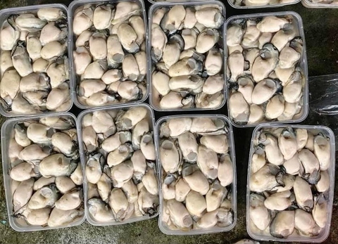 Ruột Hàu Cát Bà Vip