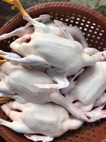 NGAN LAI VỊT TRÊN DƯỚI 1KG SAU THỊT