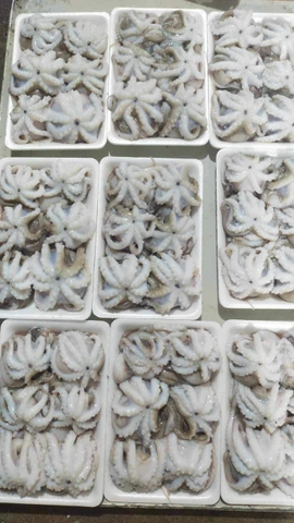 BẠCH TUỘC SỮA LÀM SẠCH