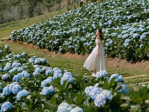 Tour khám phá Đà Lạt thơ mộng - 1 ngày