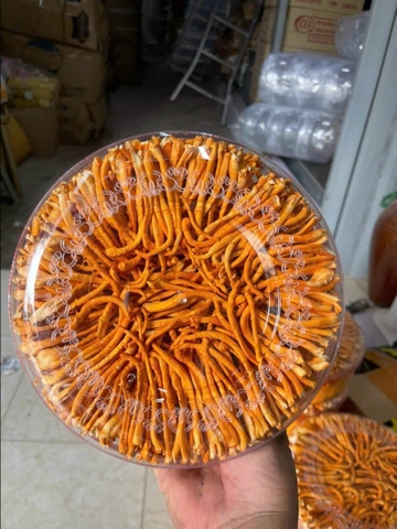 đtht sấy thăng hoa