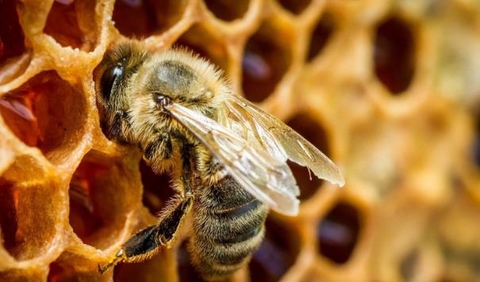 Vai trò của xịt họng trong việc giảm triệu chứng đau rát họng do nói nhiều