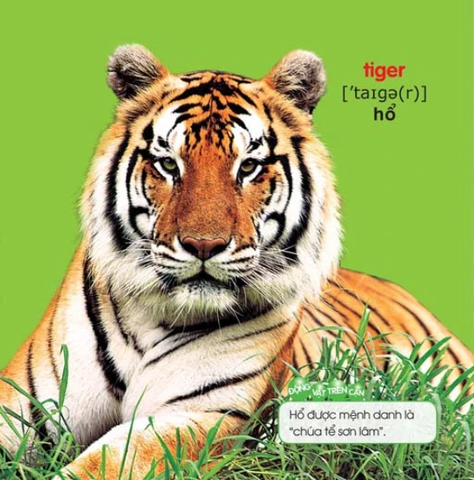 Chơi Mà Học  - Thế Giới Động Vật