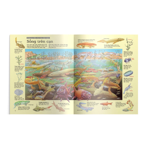 Thử Tài Tìm Kiếm - Khủng Long - Usborne