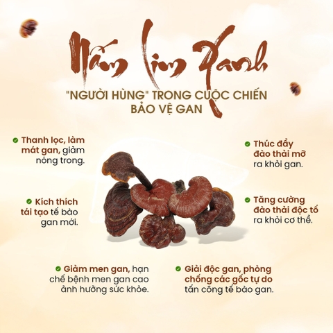 Nấm Lim Xanh - Lá Chắn 