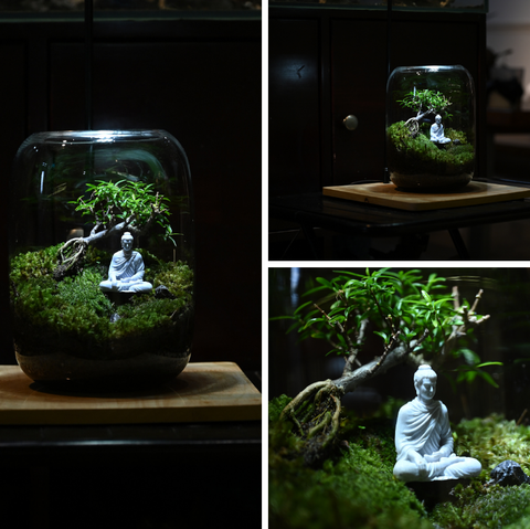 Hộp Terrarium rừng An Yên 01