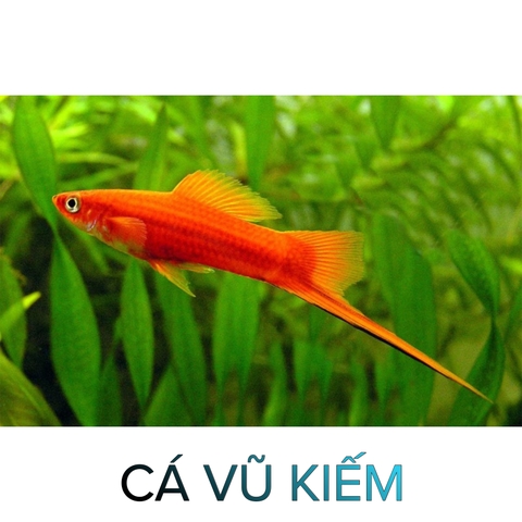 Cá Vũ Kiếm- Cá Thủy Sinh- Cá Cảnh Thiên Phước
