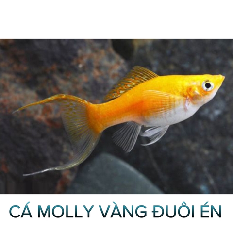 Cá Molly Vàng Đuôi Én- Cá Thuỷ Sinh- Cá Cảnh Thiên Phước