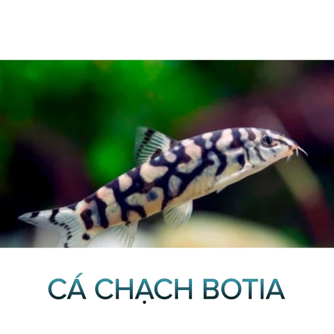 Cá Chạch Botia- Cá Dọn Bể- Cá Cảnh Thuỷ Sinh- Cá Cảnh Thiên Phước