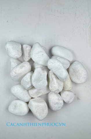 Sỏi Trắng Trang Trí Hồ Thủy Sinh- Cá Cảnh Thiên Phước