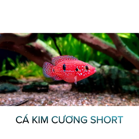 Cá Kim Cương Short- Cá Thủy Sinh- Cá Cảnh Thiên Phước