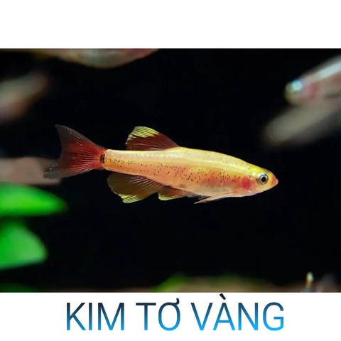 Cá Kim Tơ Vàng- Cá Thủy Sinh- Cá Cảnh Thiên Phước