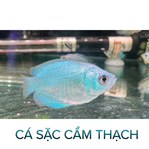 Cá Sặc Cẩm Thạch- Cá Thuỷ Sinh- Cá Cảnh Thiên Phước