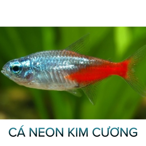 Cá Neon Kim Cương - Cá Thuỷ Sinh- Cá Cảnh Thiên Phước
