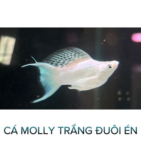 Cá Molly Trắng Short Đuôi Én- Cá Thủy Sinh- Cá Cảnh Thiên Phước