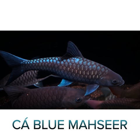 Cá Blue Mahseer- Cá Cảnh Thiên Phước
