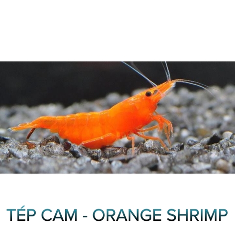 Tép Cam- Orange Shrimp- Tép Thủy Sinh- Cá Cảnh Thiên Phước
