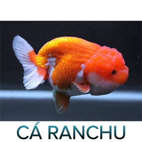 Cá Ranchu mini (sz 2 ngón )- Cá Thủy Sinh- Cá Cảnh Thiên Phước