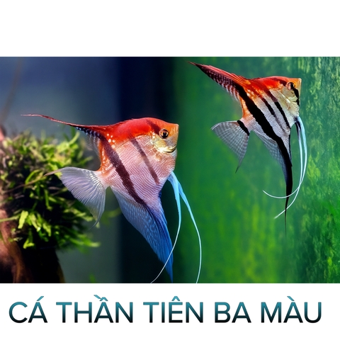 Cá Thần Tiên 3 Màu- Cá Thuỷ Sinh- Cá Cảnh Thiên Phước