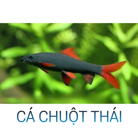 Cá Chuột Thái- Cá Dọn Bể- Cá Thủy Sinh- Cá Cảnh Thiên Phước