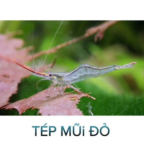 Tép Mũi Đỏ -Tép Thủy Sinh-Cá Cảnh Thiên Phước
