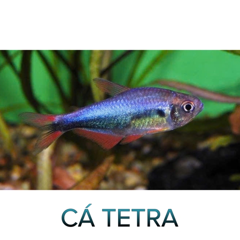 Cá Tetra Đuôi Đỏ- Cá Thuỷ Sinh- Cá Cảnh Thiên Phước