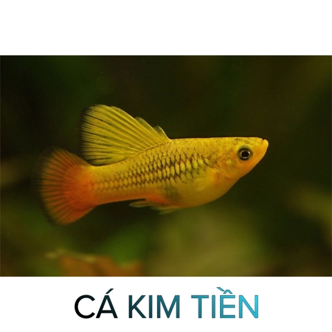 Cá Kim Tiền- Cá Thủy Sinh- Cá Cảnh Thiên Phước