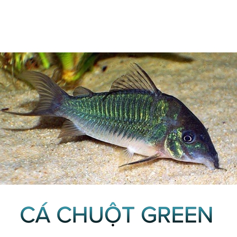 Cá Chuột Green- Cá Dọn Bể- Cá Thuỷ Sinh- Cá Cảnh Thiên Phước