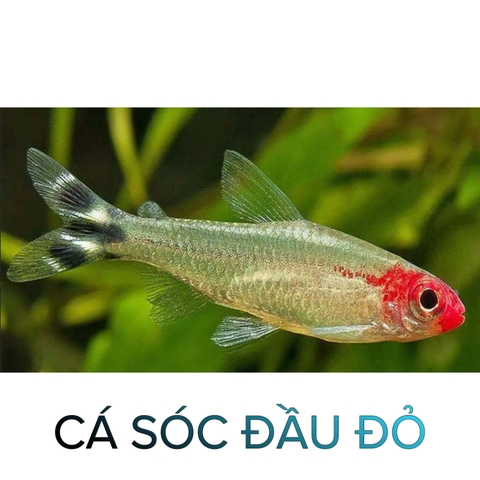 Cá Sốc Đầu Đỏ- Cá Thủy Sinh- Cá Cảnh Thiên Phước
