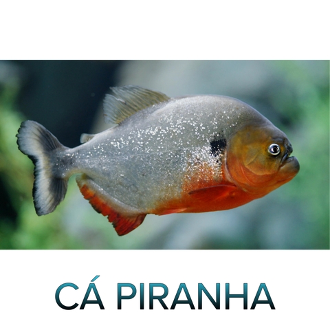 Cá Piranha- Cá Săn Mồi- Cá Cảnh Thiên Phước